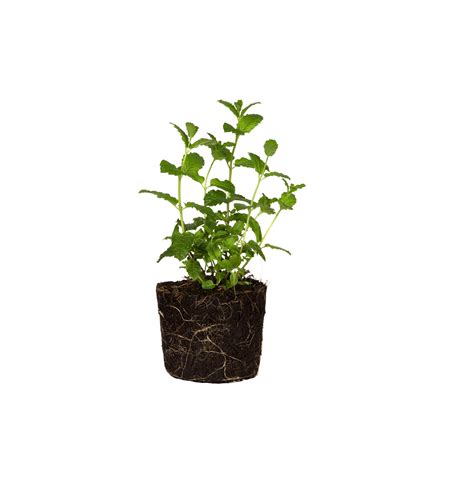 Mentha Menta - elho® - Give room to nature