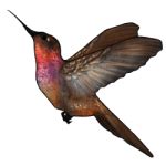 Tokotas: Hummingbird