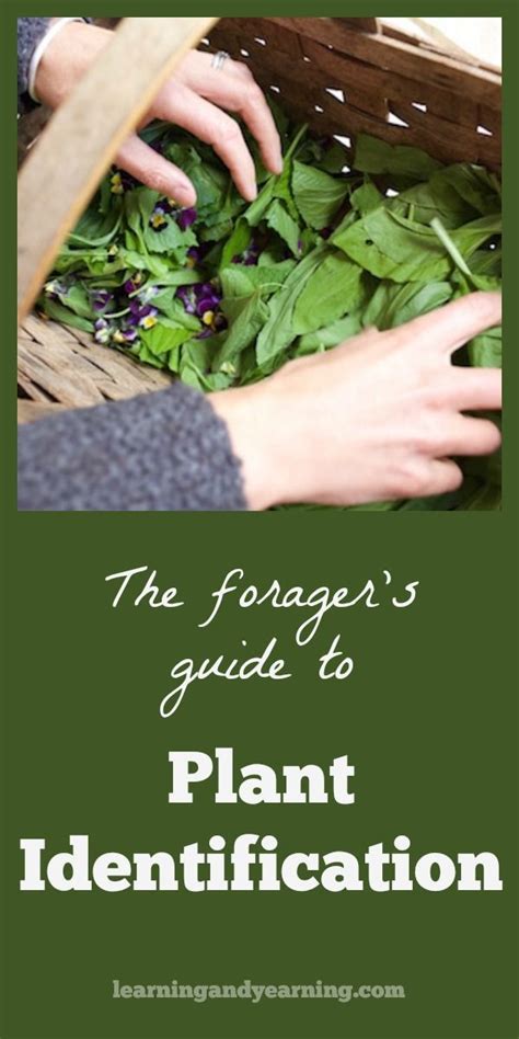 The Forager's Guide to Plant Identification | Plant identification ...