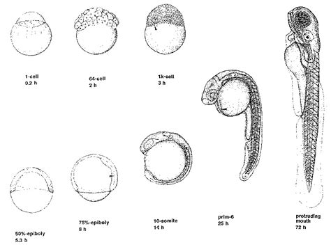 fish embryos | Some stages in the development of a fish embr… | Flickr