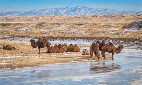 Mongolia travel blog — Explore the life of Mongolian nomads in the heart of Gobi desert - Living ...