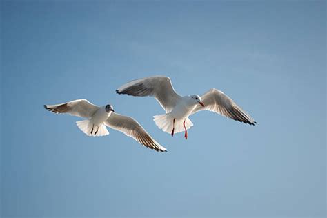 Best Two Birds Flying Stock Photos, Pictures & Royalty-Free Images - iStock