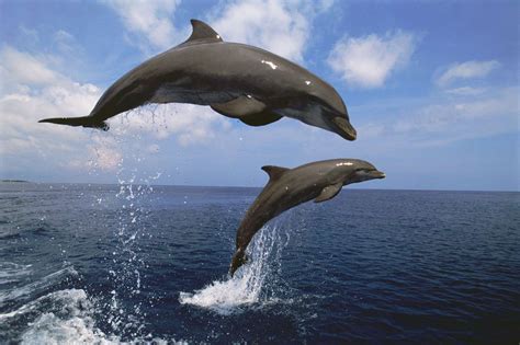 Symphony of the Seas: The Enchanting World of Dolphins - Breaking News & Top Stories - Latest ...