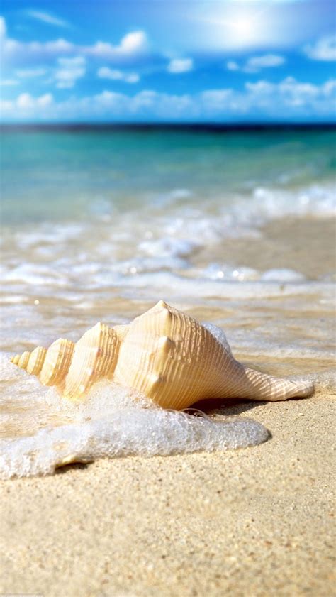 🔥 [40+] Shells on the Beach Wallpapers | WallpaperSafari