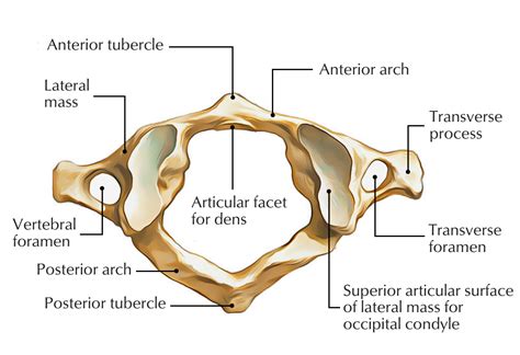 Lateral Masses of C1/Atlas – Earth's Lab