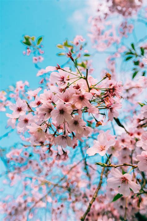 Cherry Blossom Wallpapers: Free HD Download [500+ HQ] | Unsplash