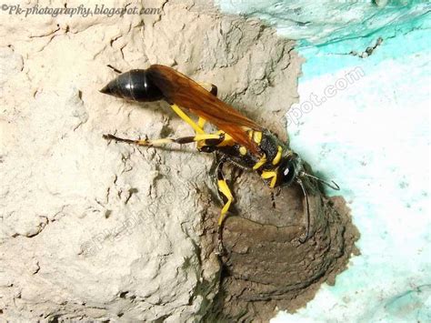 Mud Dauber Wasp Life Cycle | Nature, Cultural, and Travel Photography Blog