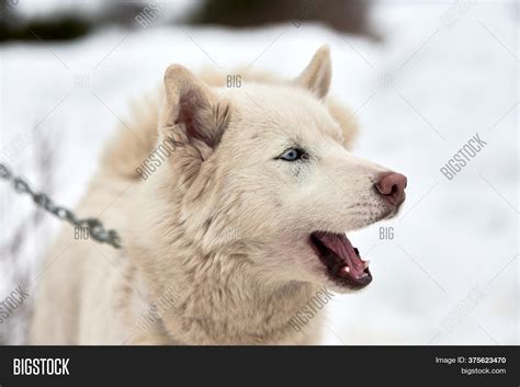 Husky Sled Dog Face, Image & Photo (Free Trial) | Bigstock