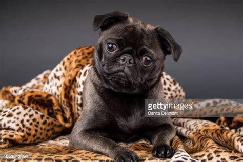 163 Pug Blanket Stock Photos, High-Res Pictures, and Images - Getty Images