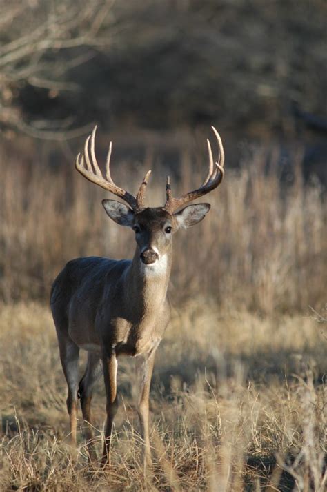 5 Things You Didn't Know About Deer Habitat — The Hunting page