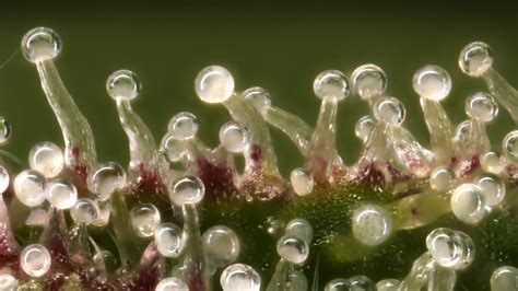 Chemical factories: cannabis trichomes under the microscope