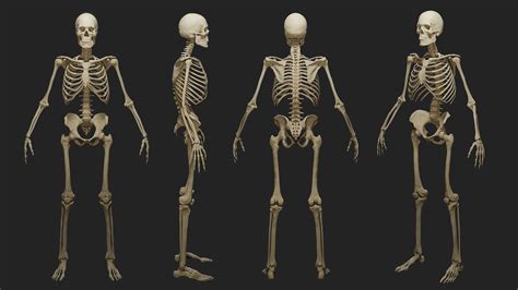 Human male skeleton PBR 3D model | CGTrader