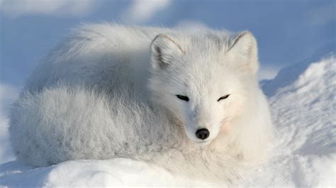 Estos son los extraordinarios animales que cambian de color en invierno