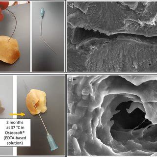 Mechanical disruption of the tympanic bulla under study (a) using the... | Download Scientific ...