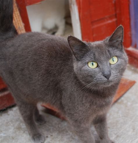 Shadow - 2 year old female Grey Domestic Short-Haired Cat - Cats For ...