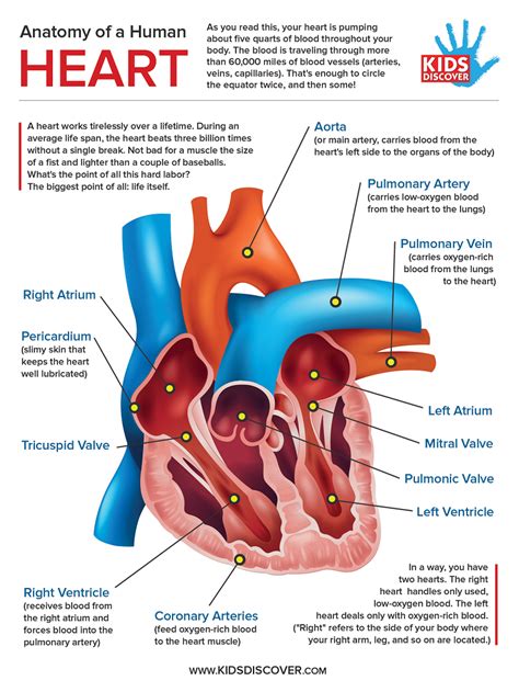 Heart Diagram Labeled With Functions