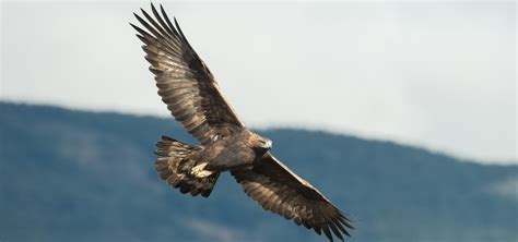 Golden Eagles in Scotland | Scottish Highlands | Eagle Brae