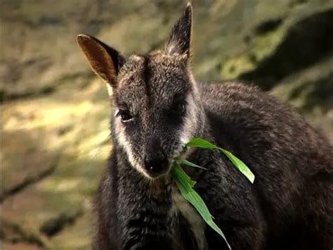 Brush-tailed Rock-wallaby – Petrogale penicillata - Ground Mammals