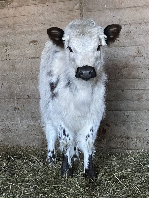 What you Need to Know About British White Cattle — Black Label Farms