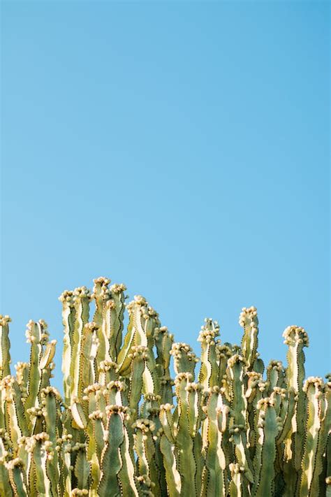 Gratis stockfoto van cactus, cactussen, stekelig.