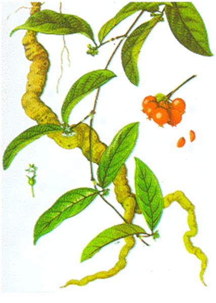 Morinda officinalis - Alchetron, The Free Social Encyclopedia