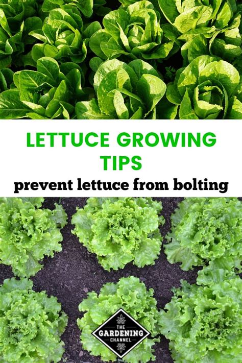 Preventing Bolted Lettuce - Gardening Channel