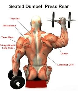 Seated DB Overhead Press - Wrestler-Power.com