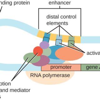 Regulation of gene expression by transcription factors. Transcriptional ...