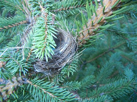 Ronna's Blog: Chipping Sparrow Nest