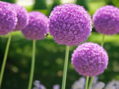 The Best Purple Perennials Plants and Flowers | HGTV