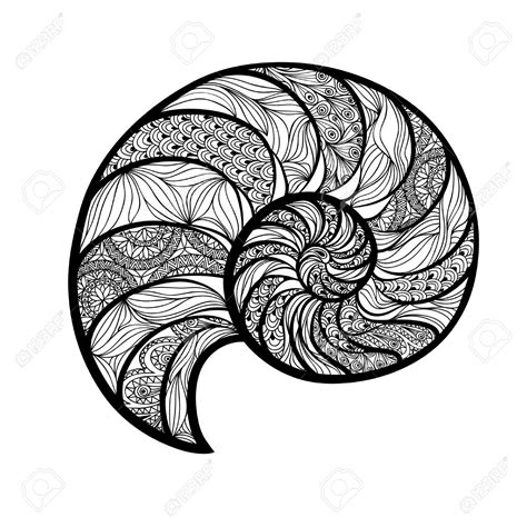 Chambered Nautilus Drawing at GetDrawings | Free download