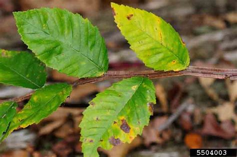 Arkansas Tree Database - Winged Elm, Cork Elm