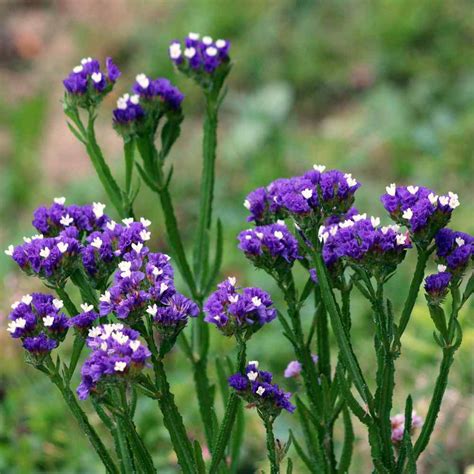 Statice Purple Limonium Salt & Drought Tolerant Garden Flower Plant Seeds