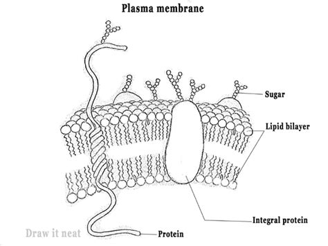 Cell Membrane Diagram Labeled