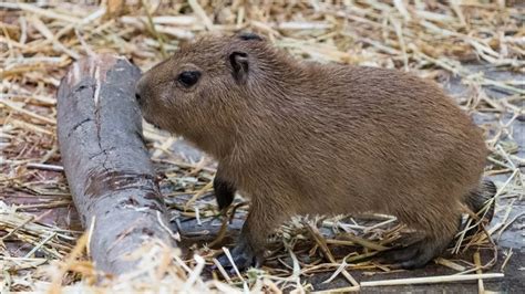 What Do Capybaras Eat? A Guide to the Rodent's Diet! - Feeding Nature