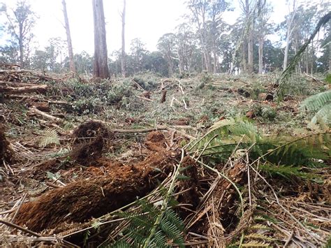 Cottonwood range Greater Glider habitat being logged - Goongerah Environment Centre