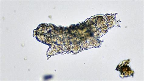 40 Tardigrade Facts About the World's Toughest Animal | Facts.net