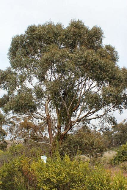 Eucalyptus 'Yellow Gum' 16" Pot - Hello Hello Plants