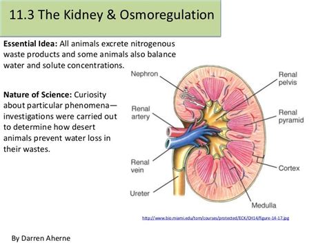 11.3 The Kidney & Osmoregulation