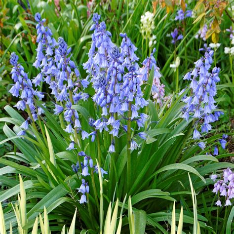 Spanish Bluebells (Hyacinthoides) Blue – Easy To Grow Bulbs