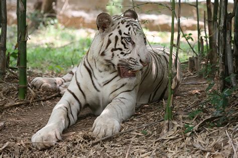 File:White tiger bangalore.jpg - Wikipedia