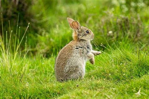 How to Keep Rabbits Out of the Garden | Gardener's Path