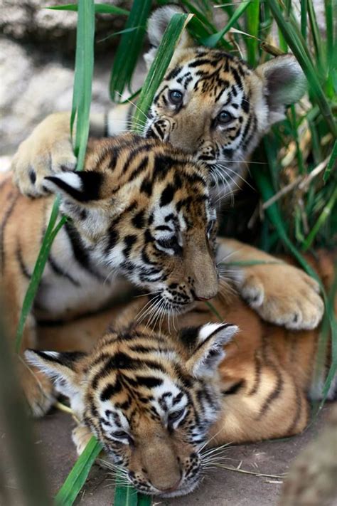 Three two- month old Royal Bengal tiger cubs play in their enclosure at ...