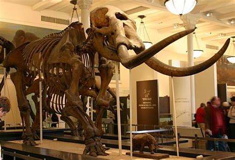 Mammut americanum: Kolbert explains how fossils of the American mastodon (Mammut americanum ...