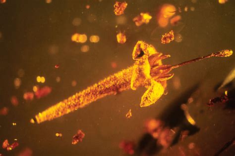 Beautiful amber fossil flower reveals plant history of New World | New Scientist