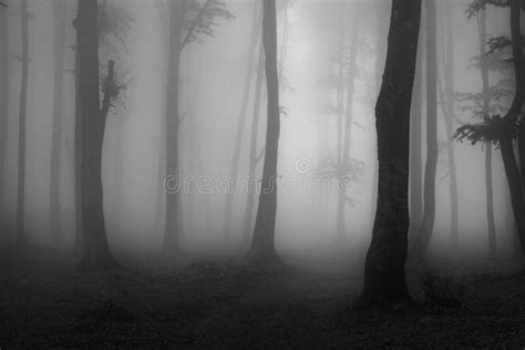 Spooky Foggy Forest Trail. Dark Trees in Silhouettes with Hard Light ...