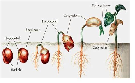 The seed stage of the plant life cycle