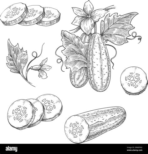 Cucumbers pickle etching sketch Stock Vector Image & Art - Alamy