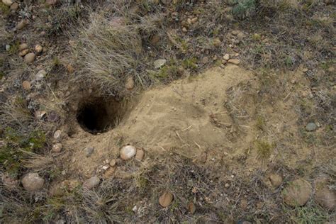 "Gopher Hole" Images – Browse 96 Stock Photos, Vectors, and Video ...