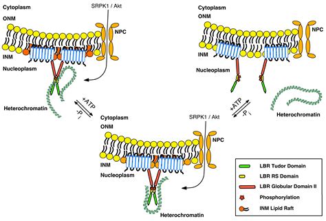 Nucleoplasm Function In Nuclear